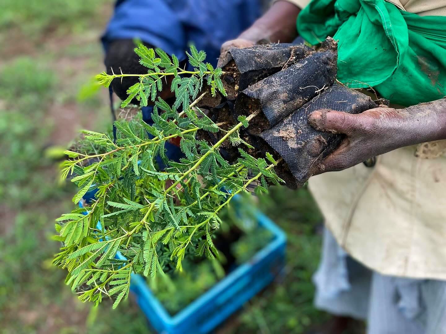 Tree seedlings being carried out for planting
