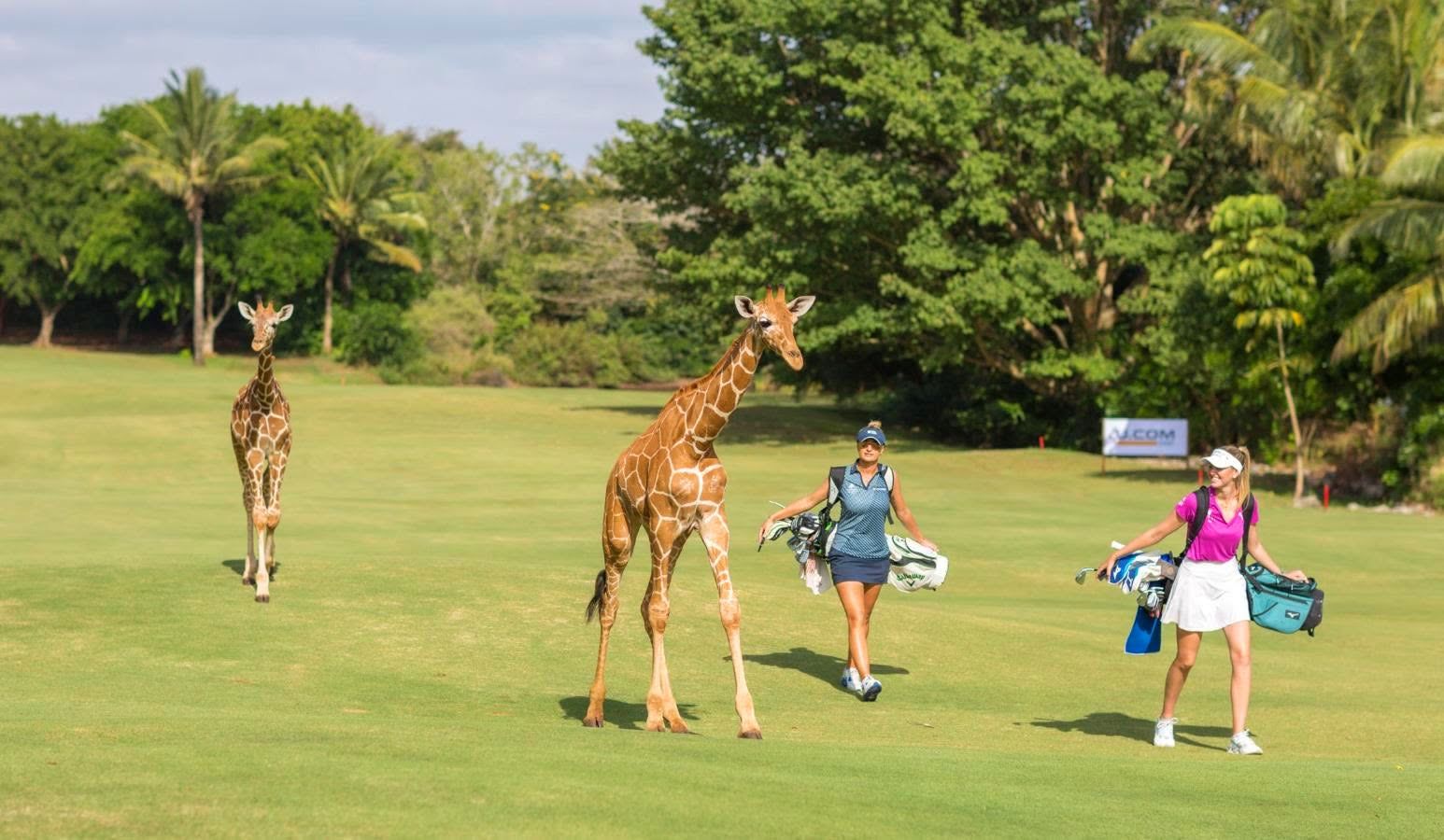 Golfers sharing a coastal Kenyan fairway with two reticulated giraffe