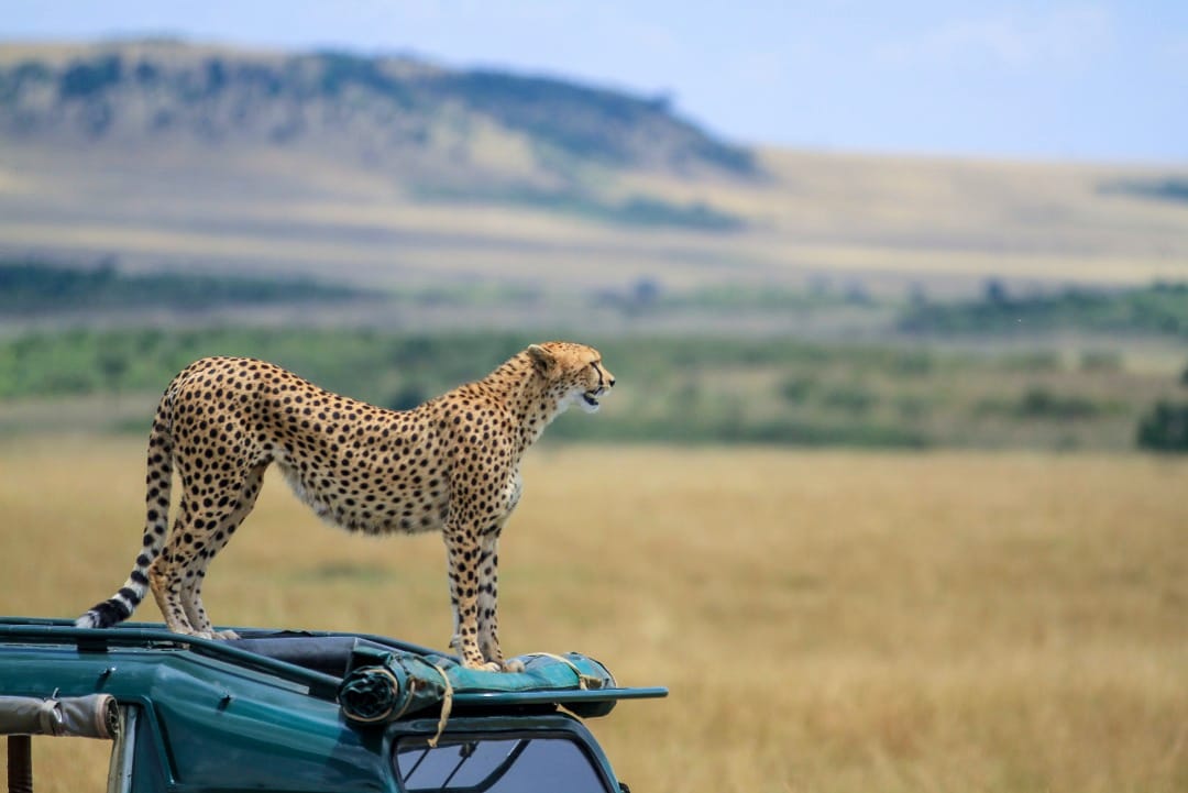 9 Days Flying Luxury Safari — Kenya