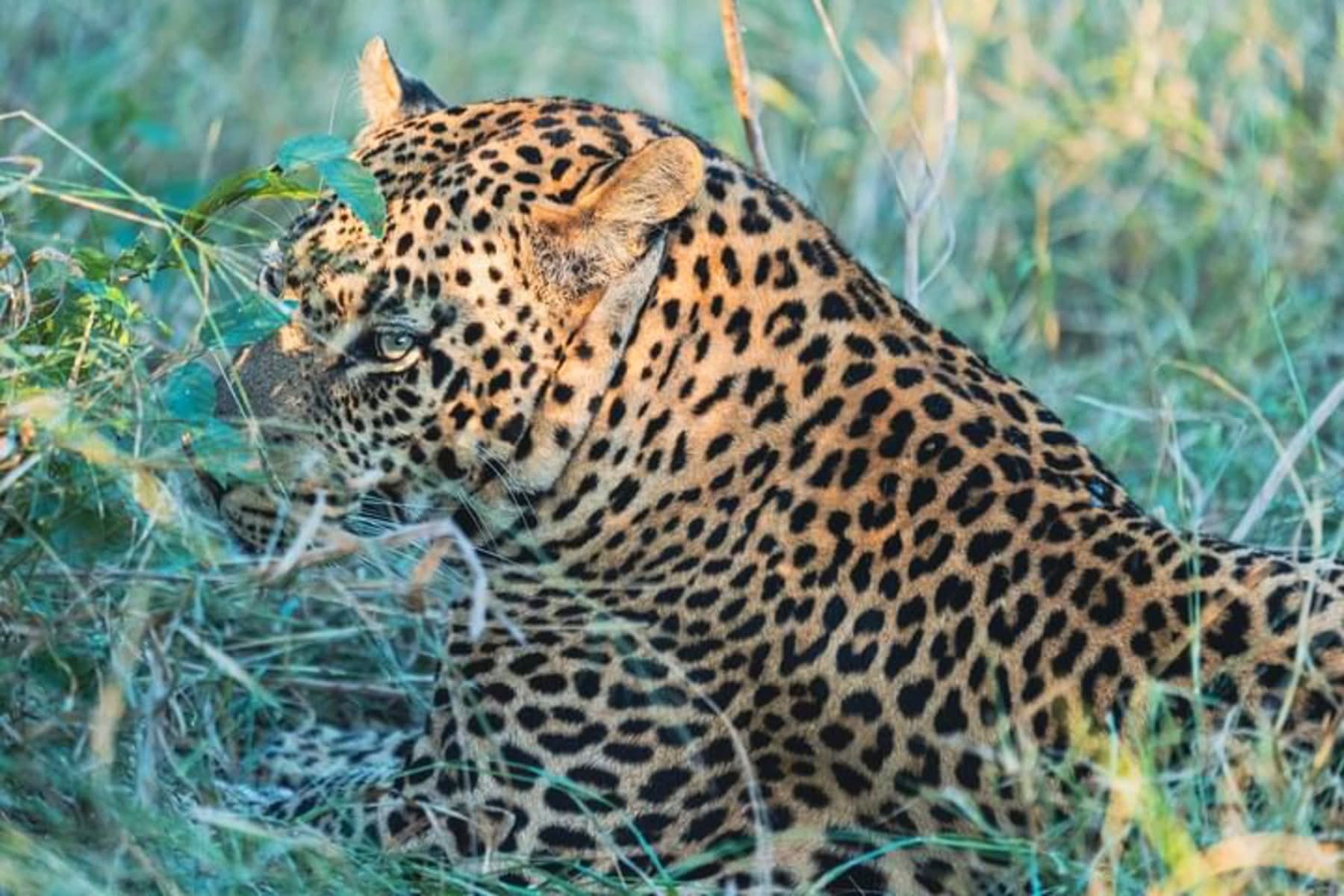 Big cat encounters