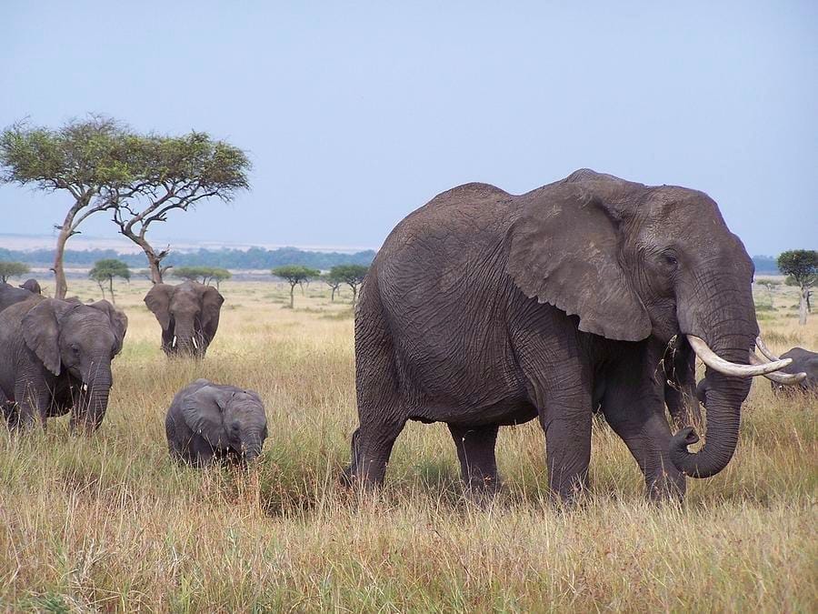 Bush and Beach Luxury Adventure Through Kenya and Tanzania. 11 Days/10 Nights