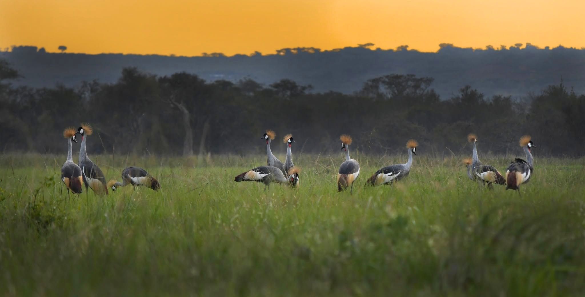 Akagera National Park
