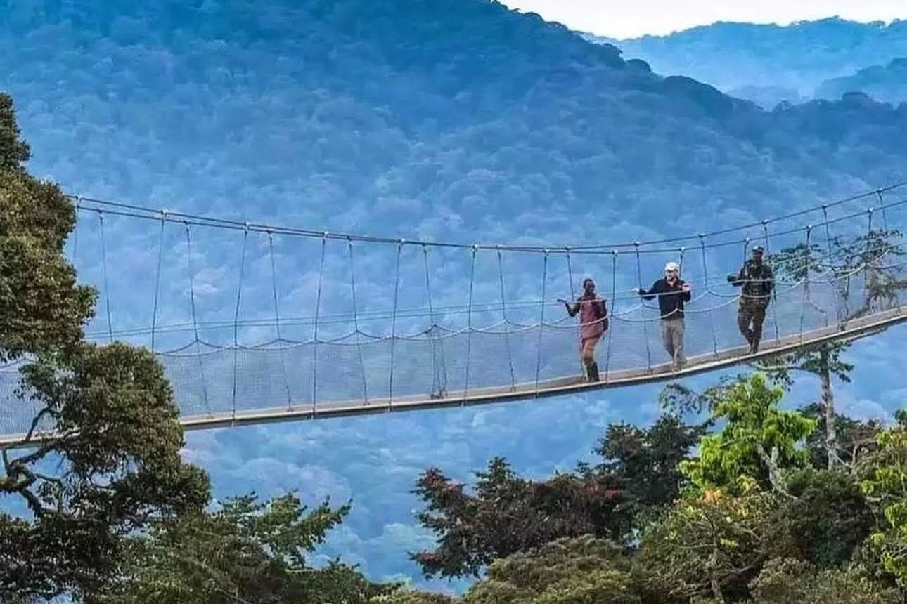 Canopy walk