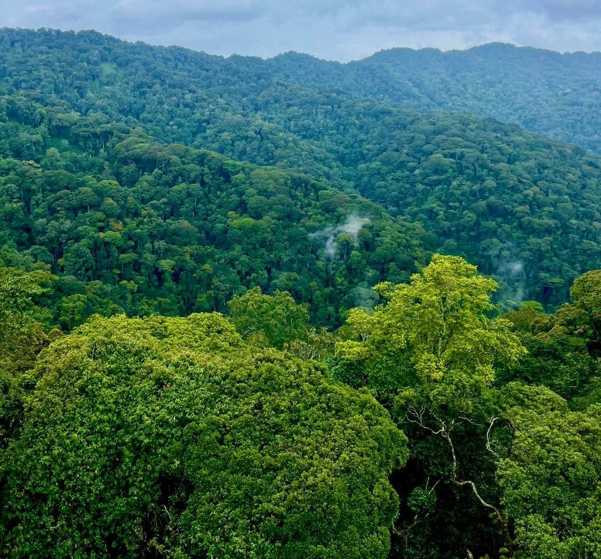 Nyungwe National Park