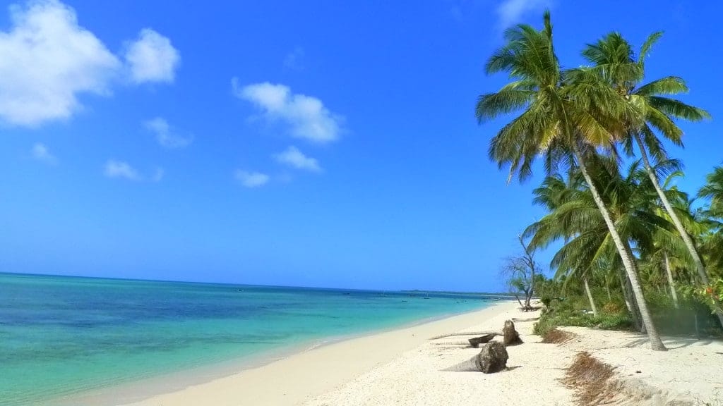 Bush and beach