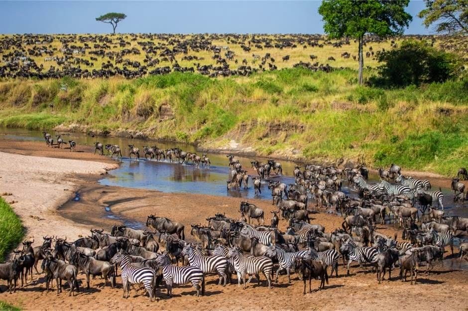Great Migration viewing