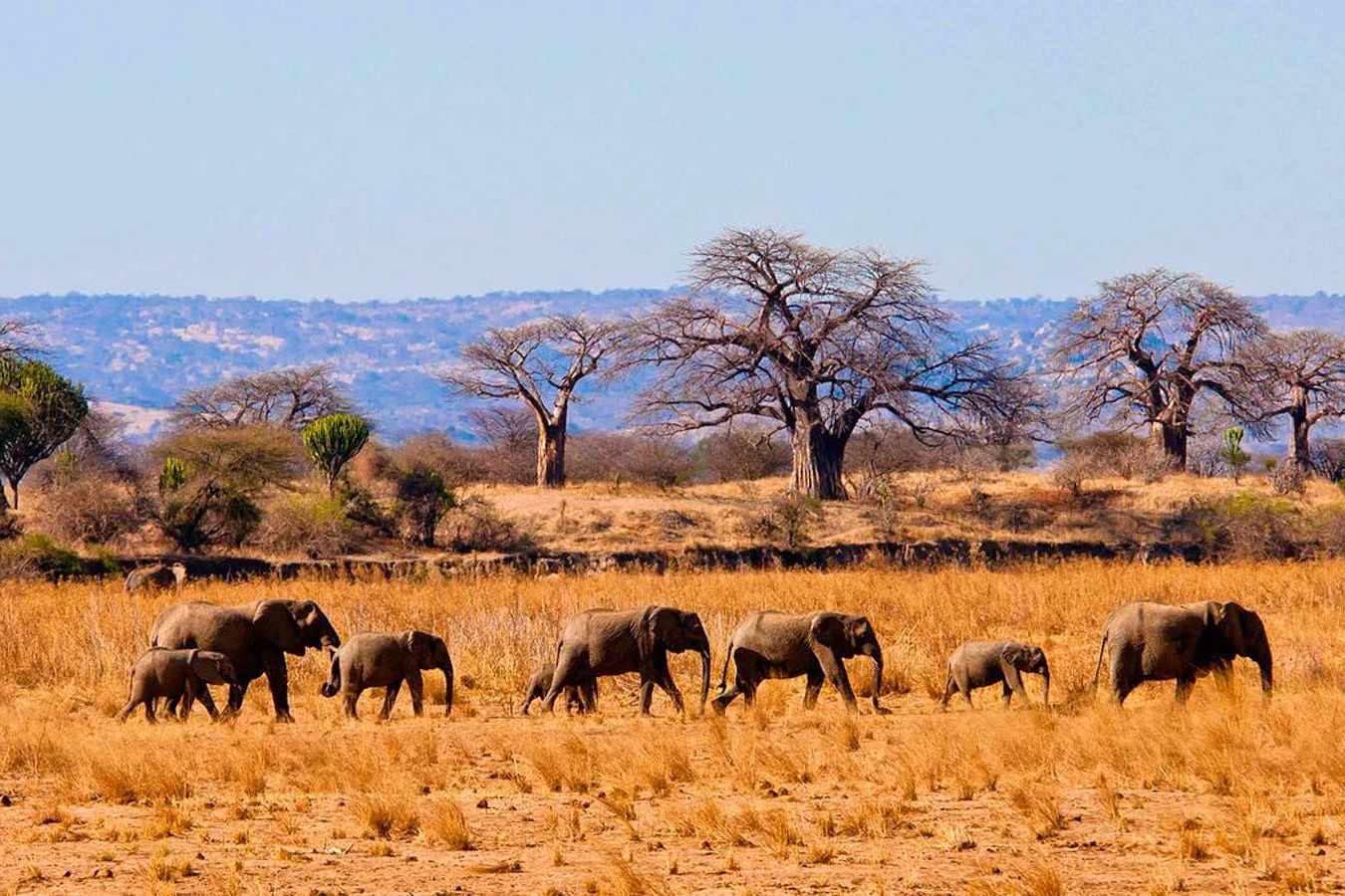 Remote safari