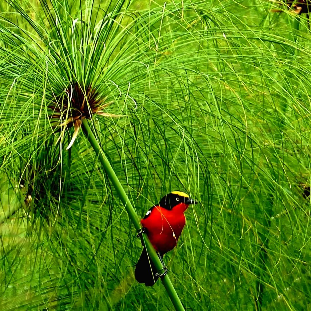Birdwatching paradise