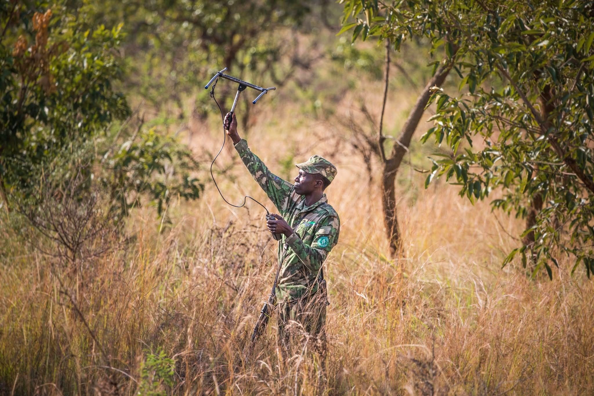 Conservation success