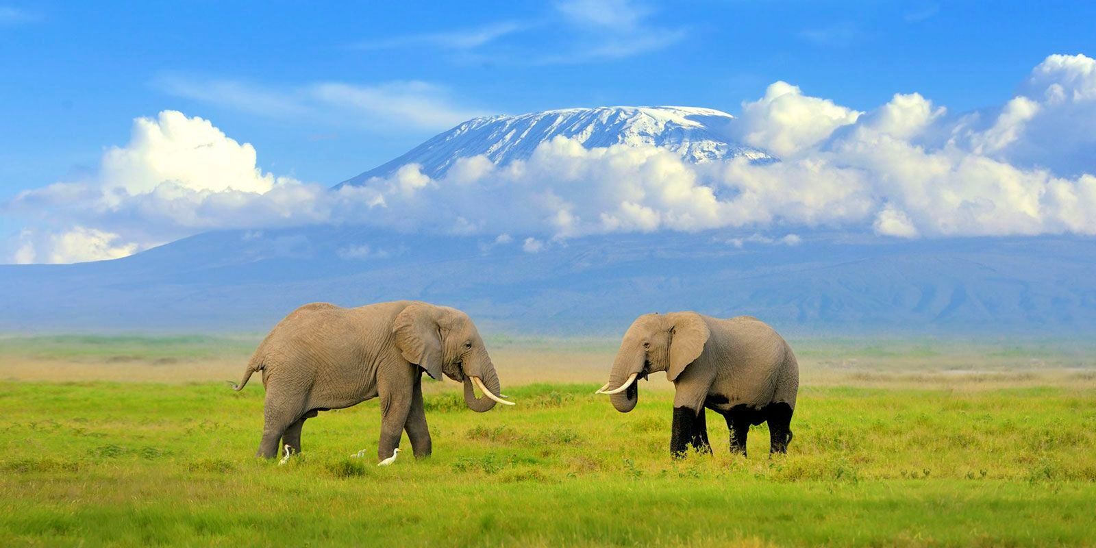 Iconic elephant herds