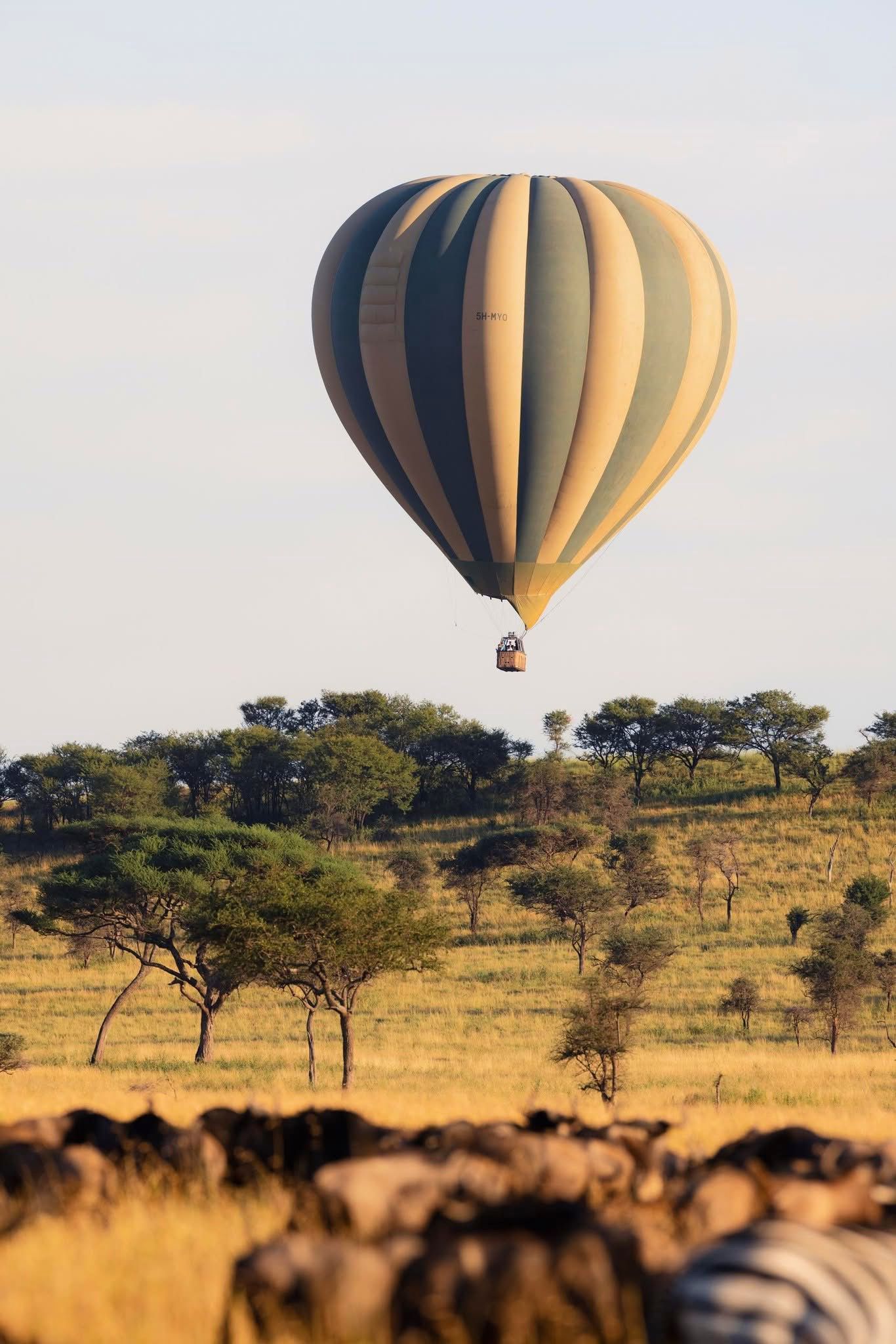 Hot Air Balloon Safaris — A Magical Aerial Safari Experience