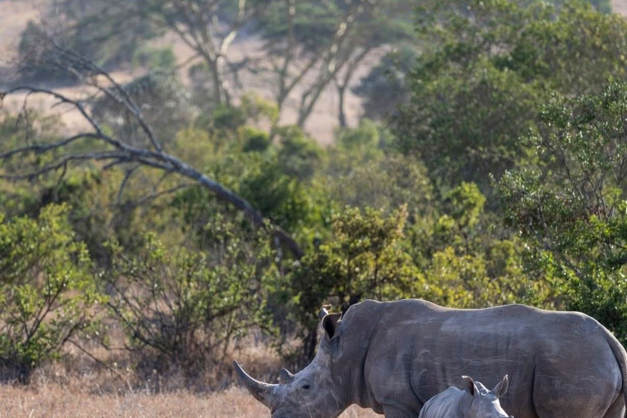 Conservation legacy