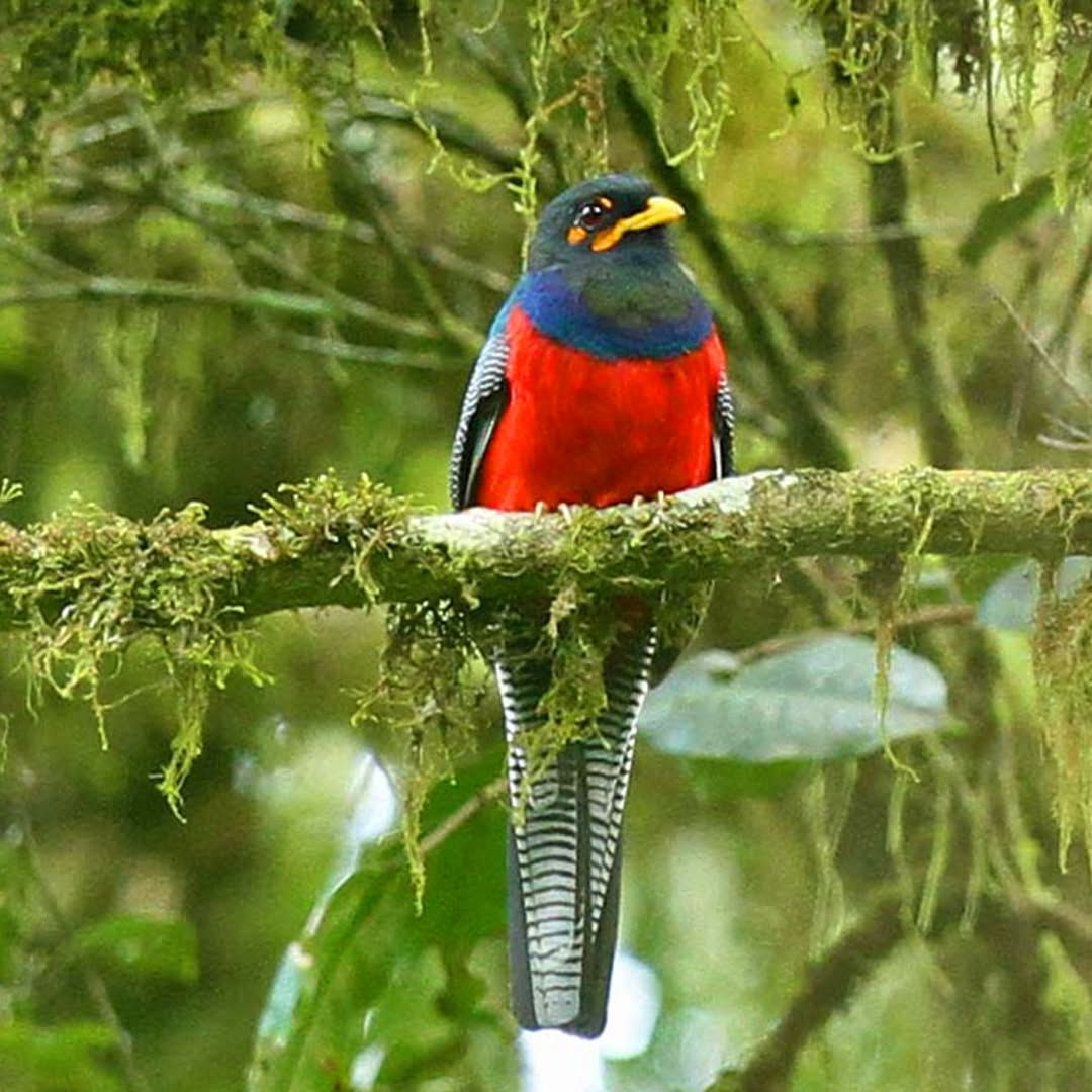 Exceptional birdlife