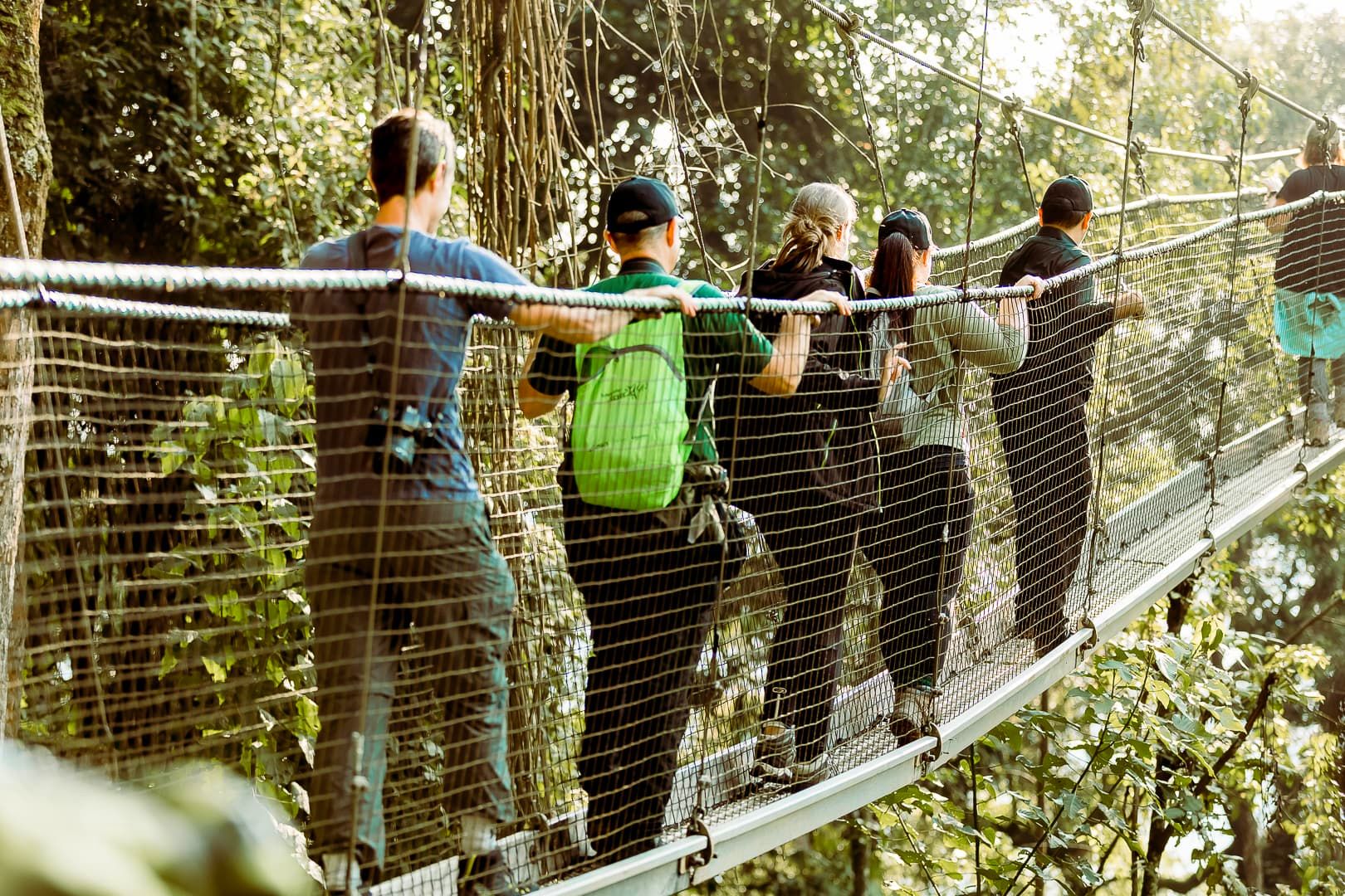 Canopy Walkways — A High-Flying Safari Adventure