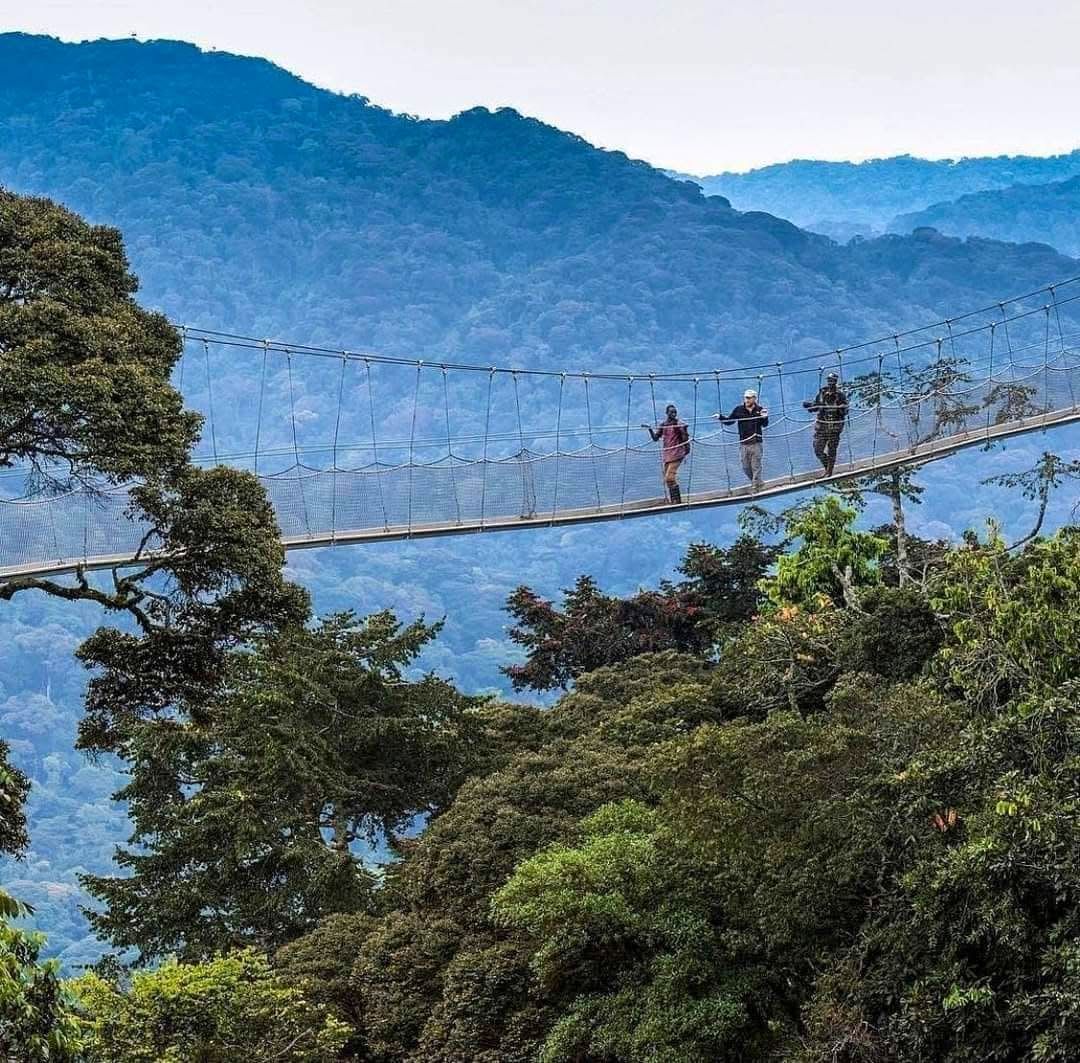 Canopy Walkways — A High-Flying Safari Adventure