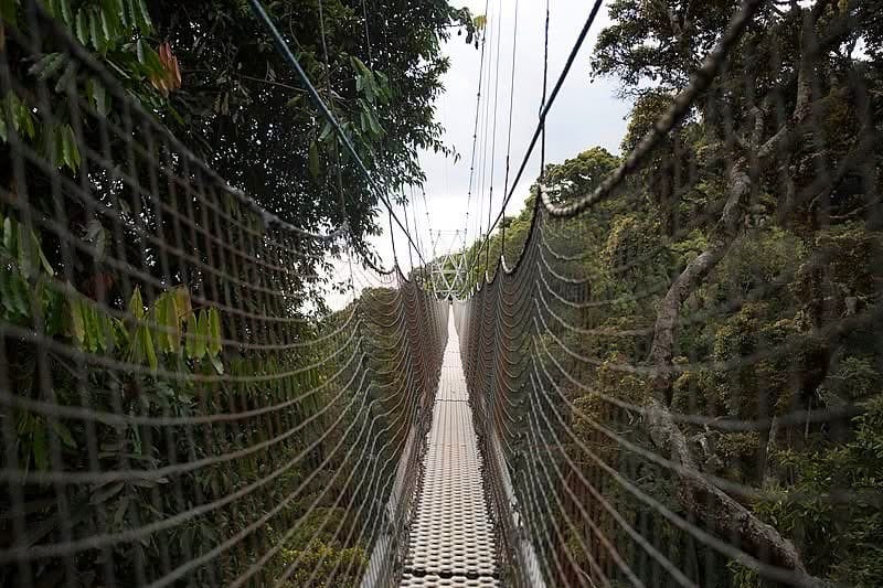 Canopy Walkways — A High-Flying Safari Adventure