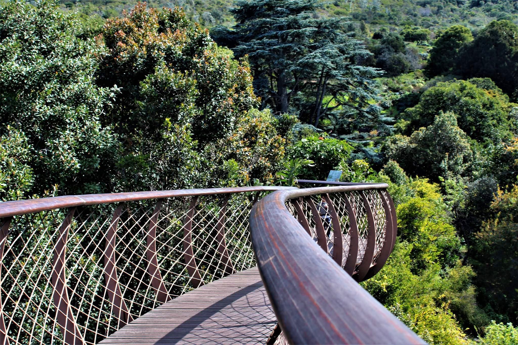 Canopy Walkways — A High-Flying Safari Adventure