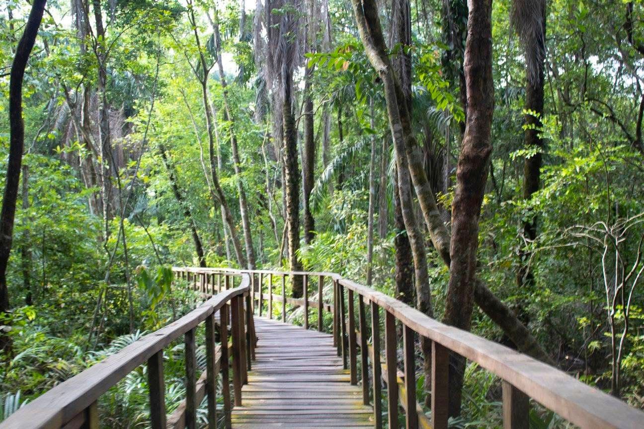 Canopy Walkways — A High-Flying Safari Adventure