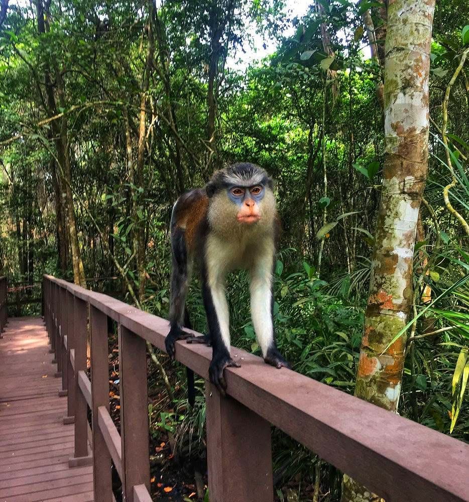 Canopy Walkways — A High-Flying Safari Adventure