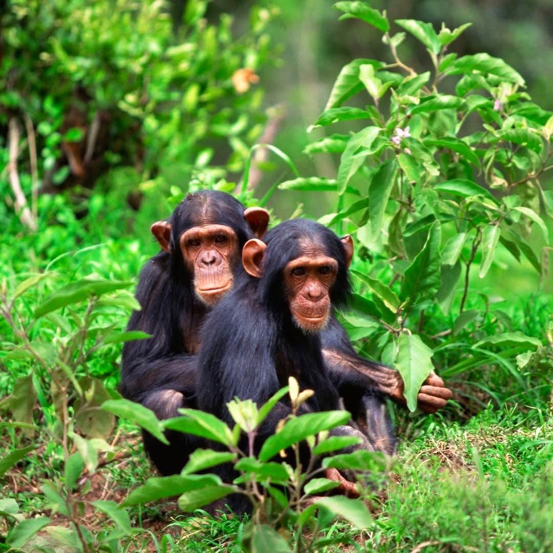 Chimpanzee Trekking — A Thrilling Primate Safari in East Africa