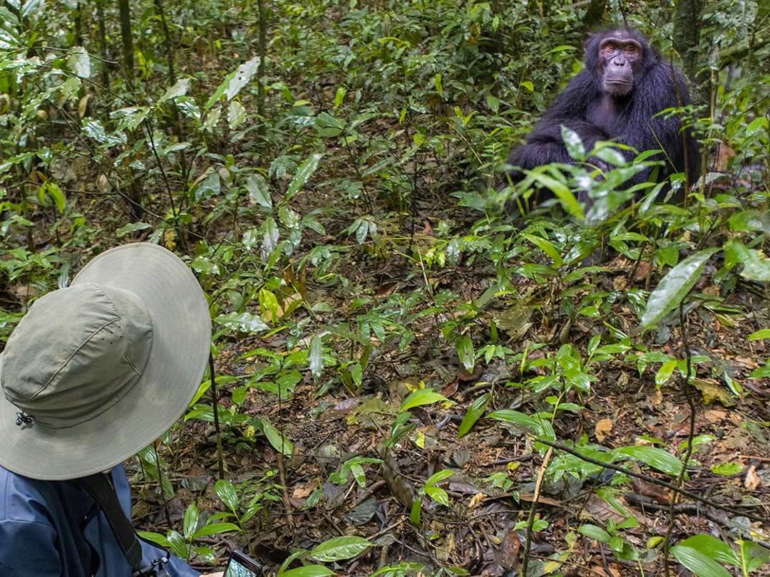 Chimpanzee Trekking — A Thrilling Primate Safari in East Africa