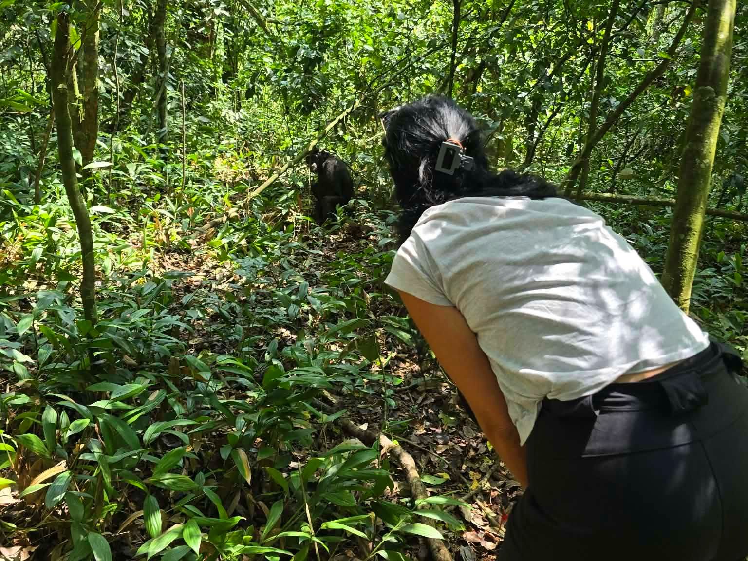 Chimpanzee Trekking — A Thrilling Primate Safari in East Africa