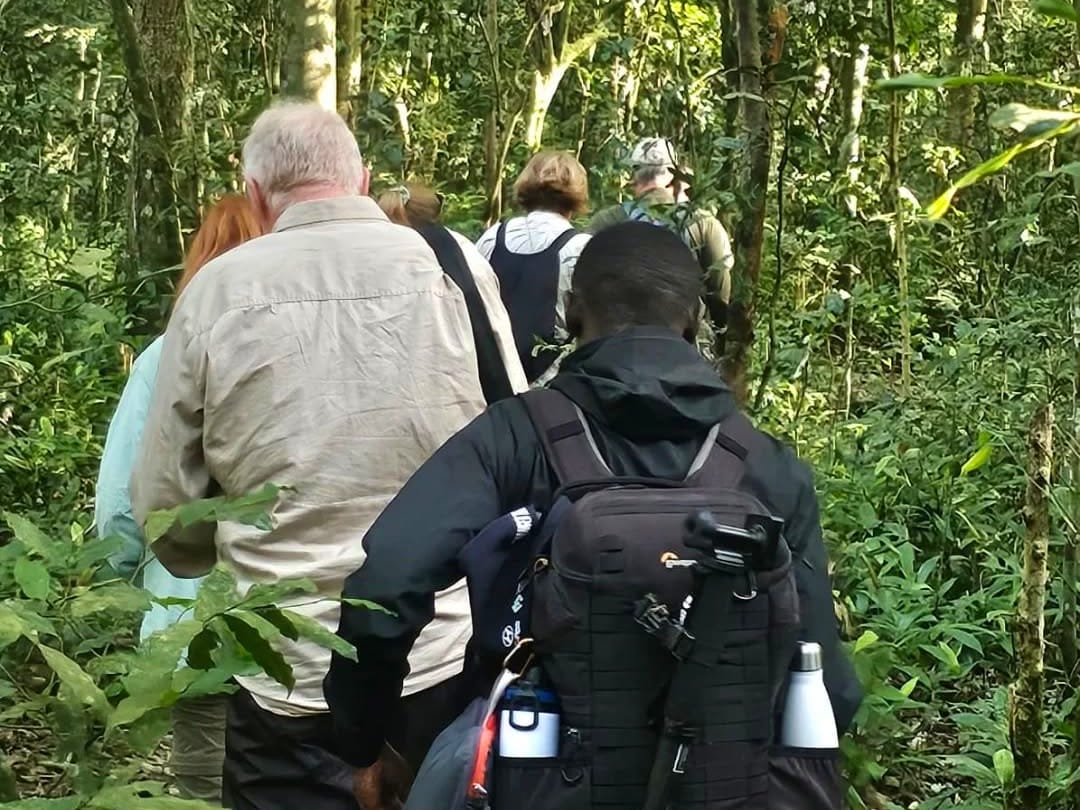 Chimpanzee Trekking — A Thrilling Primate Safari in East Africa