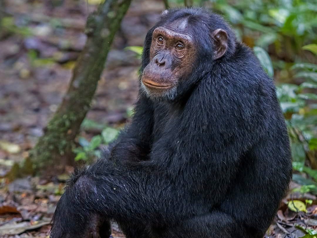 Chimpanzee Trekking — A Thrilling Primate Safari in East Africa