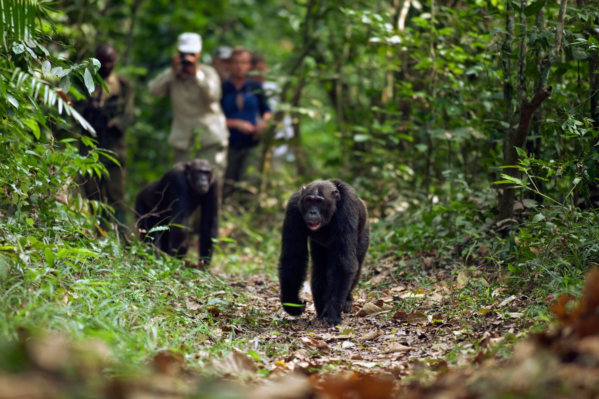 Chimpanzee Trekking