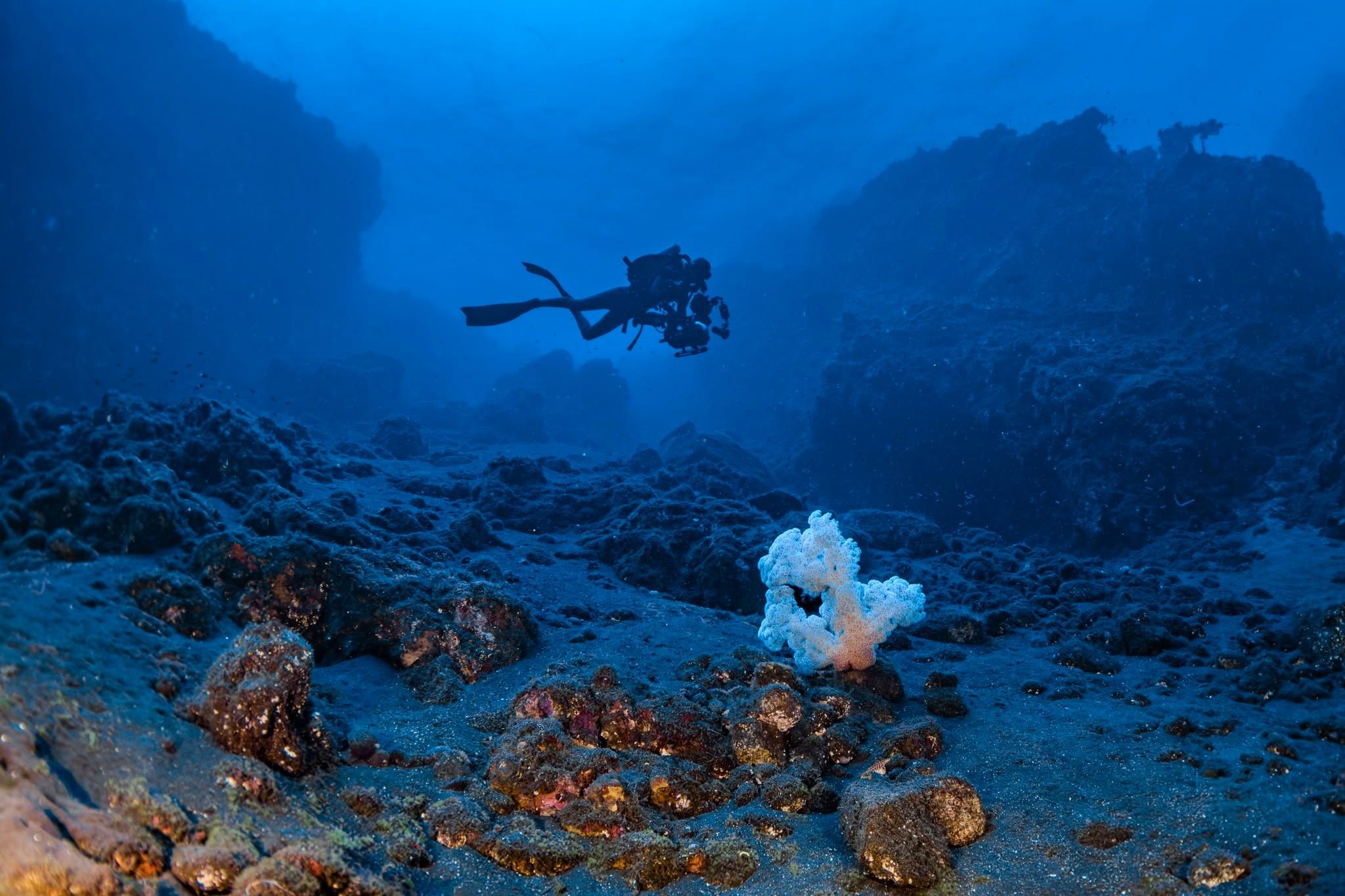 Marine Life & Ocean