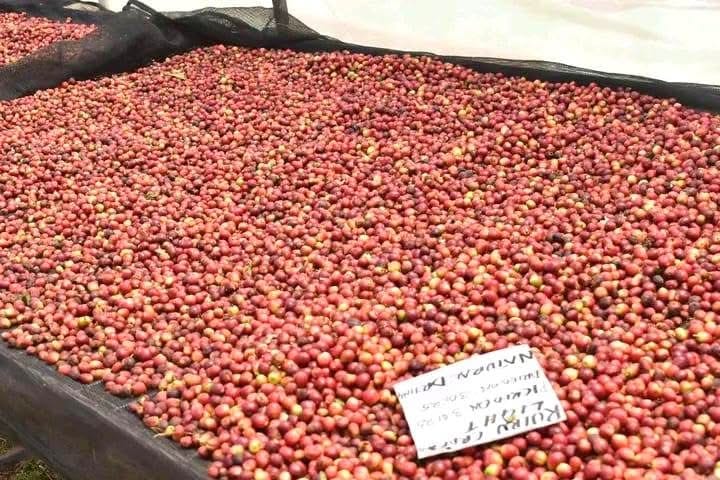 Coffee Tours — A Unique Safari Experience