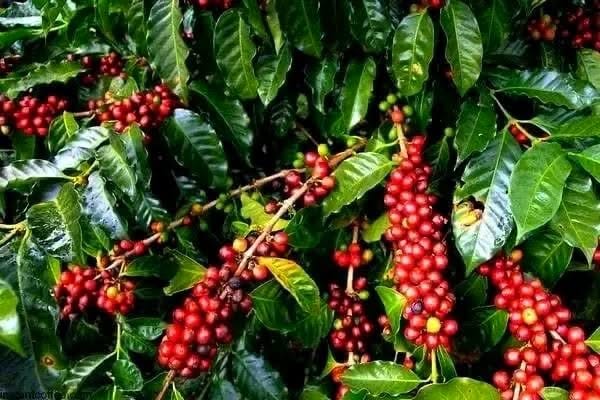 Coffee Tours — A Unique Safari Experience