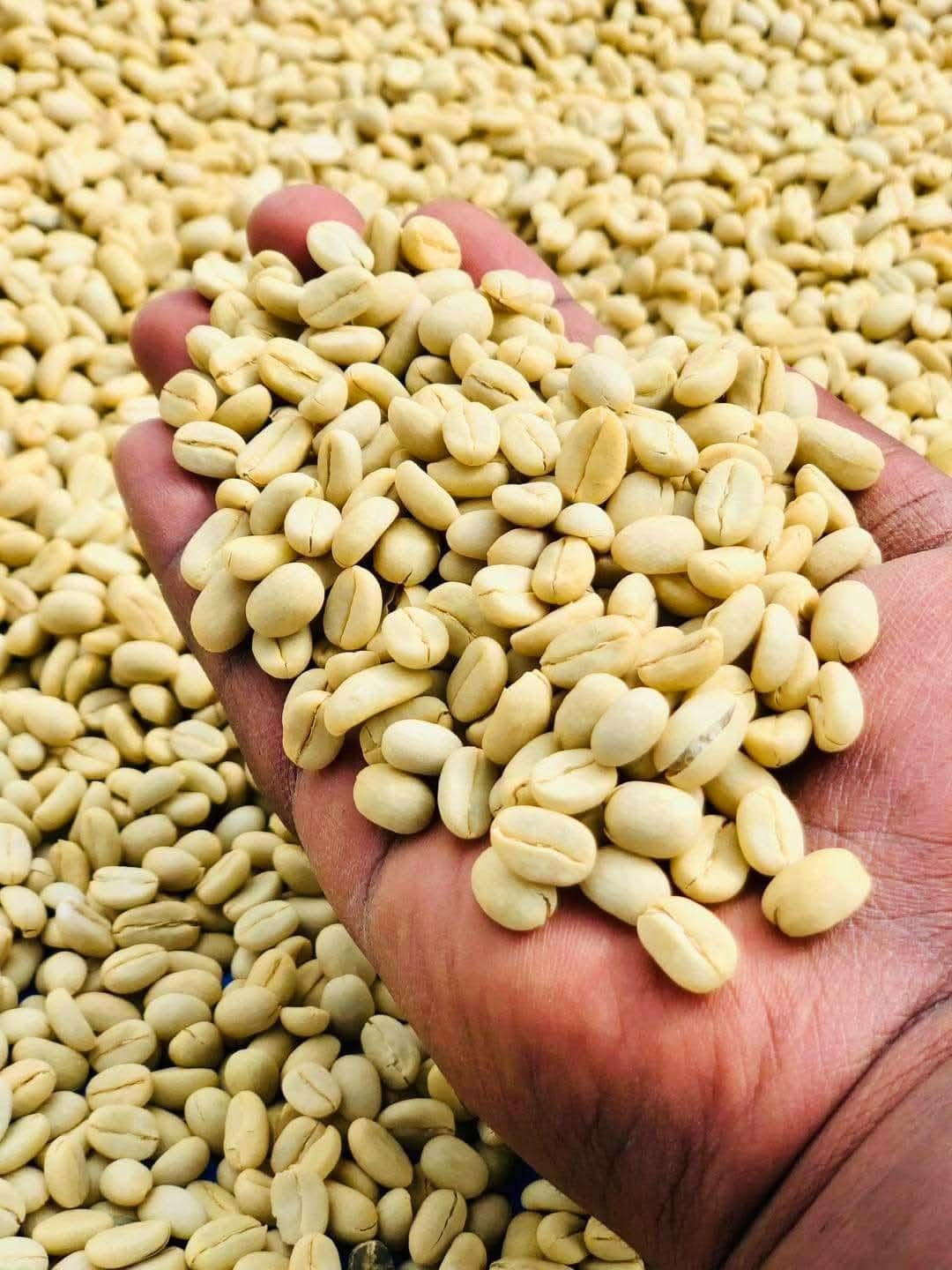 Coffee Tours — A Unique Safari Experience