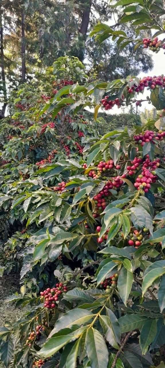 Coffee Tours — A Unique Safari Experience
