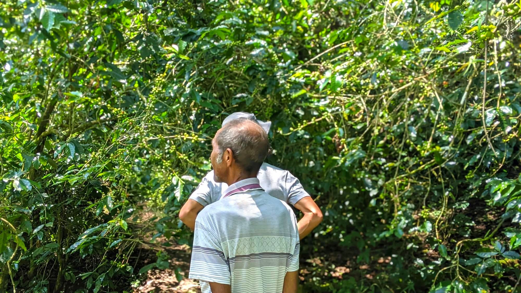 Coffee Tours — A Unique Safari Experience