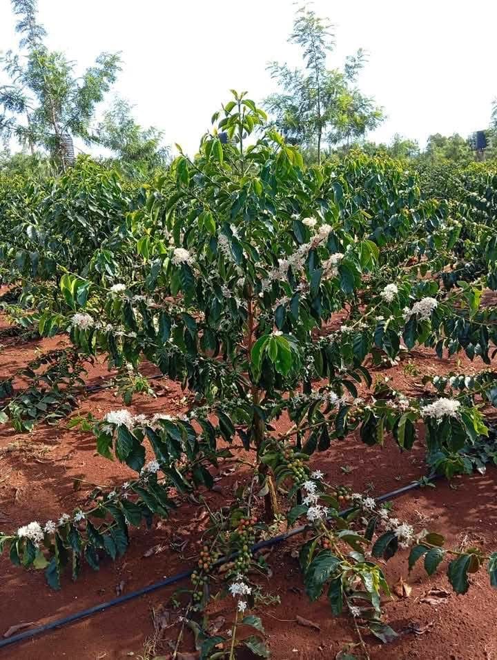 Coffee Tours — A Unique Safari Experience
