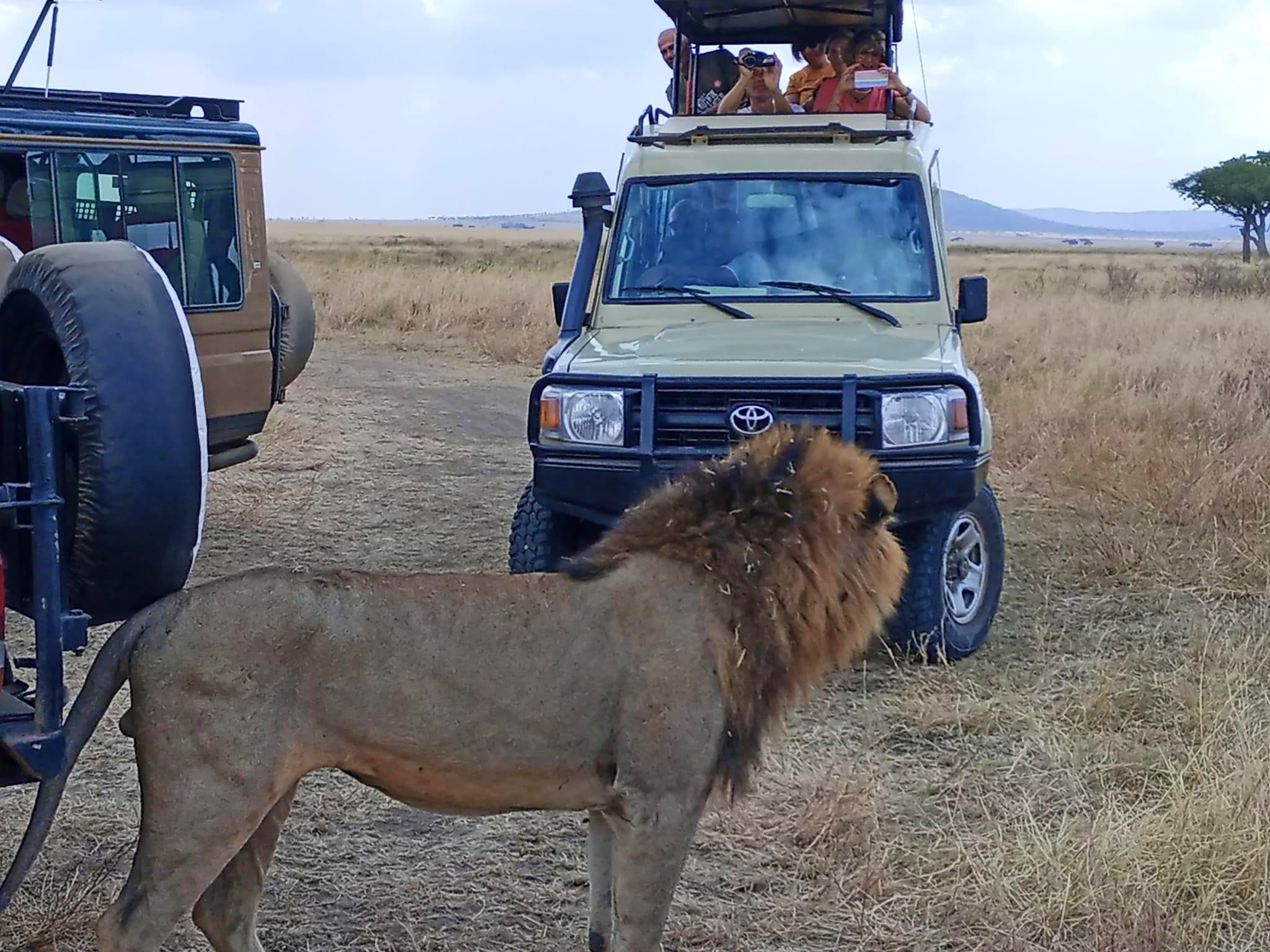 Day Game Drives — The Ultimate Safari Adventure
