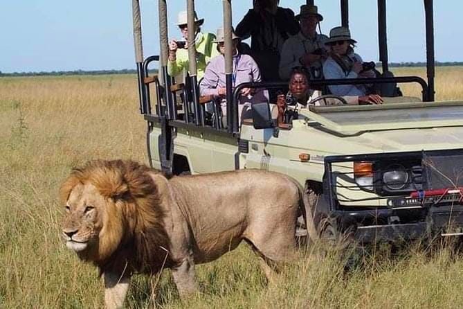 Day Game Drives — The Ultimate Safari Adventure