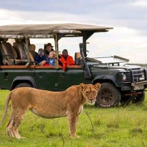 Day Game Drives — The Ultimate Safari Adventure