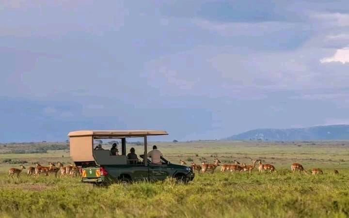 Day Game Drives — The Ultimate Safari Adventure