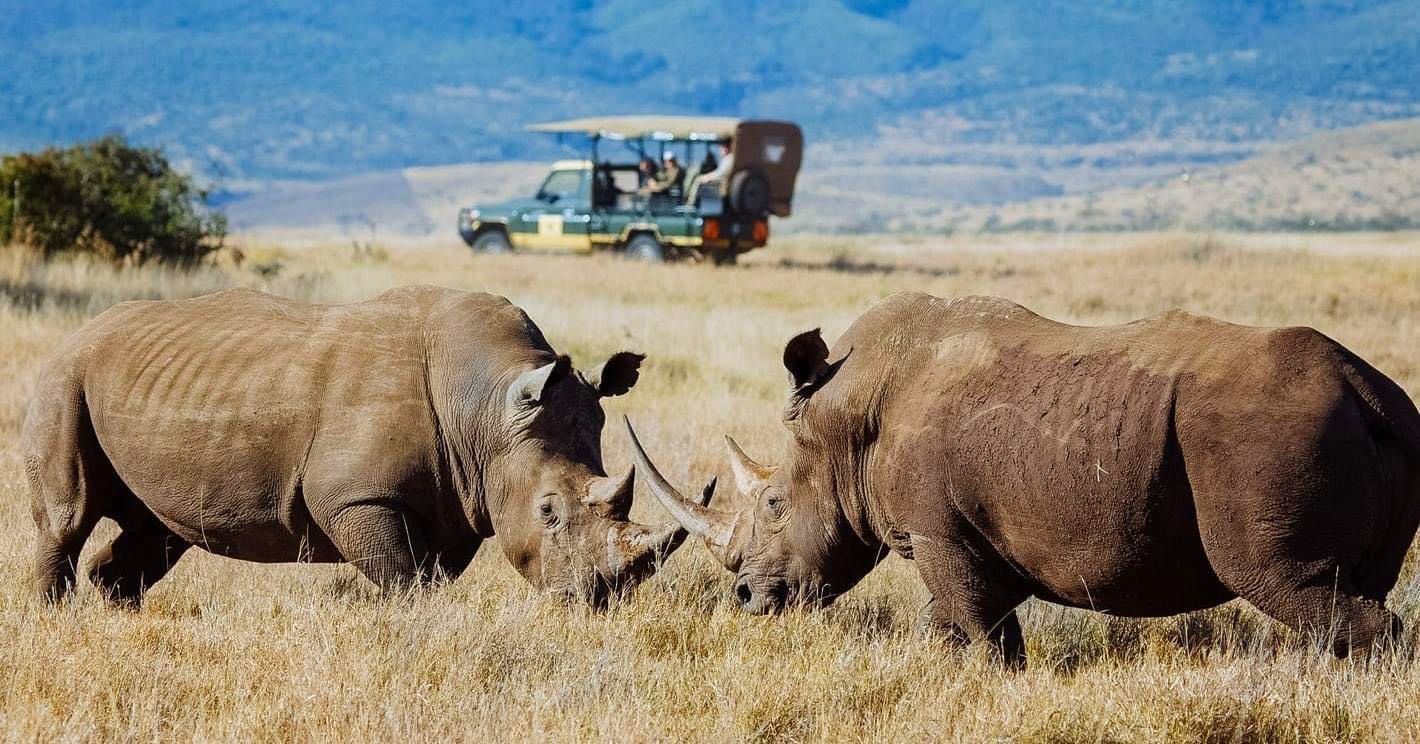 Day Game Drives — The Ultimate Safari Adventure