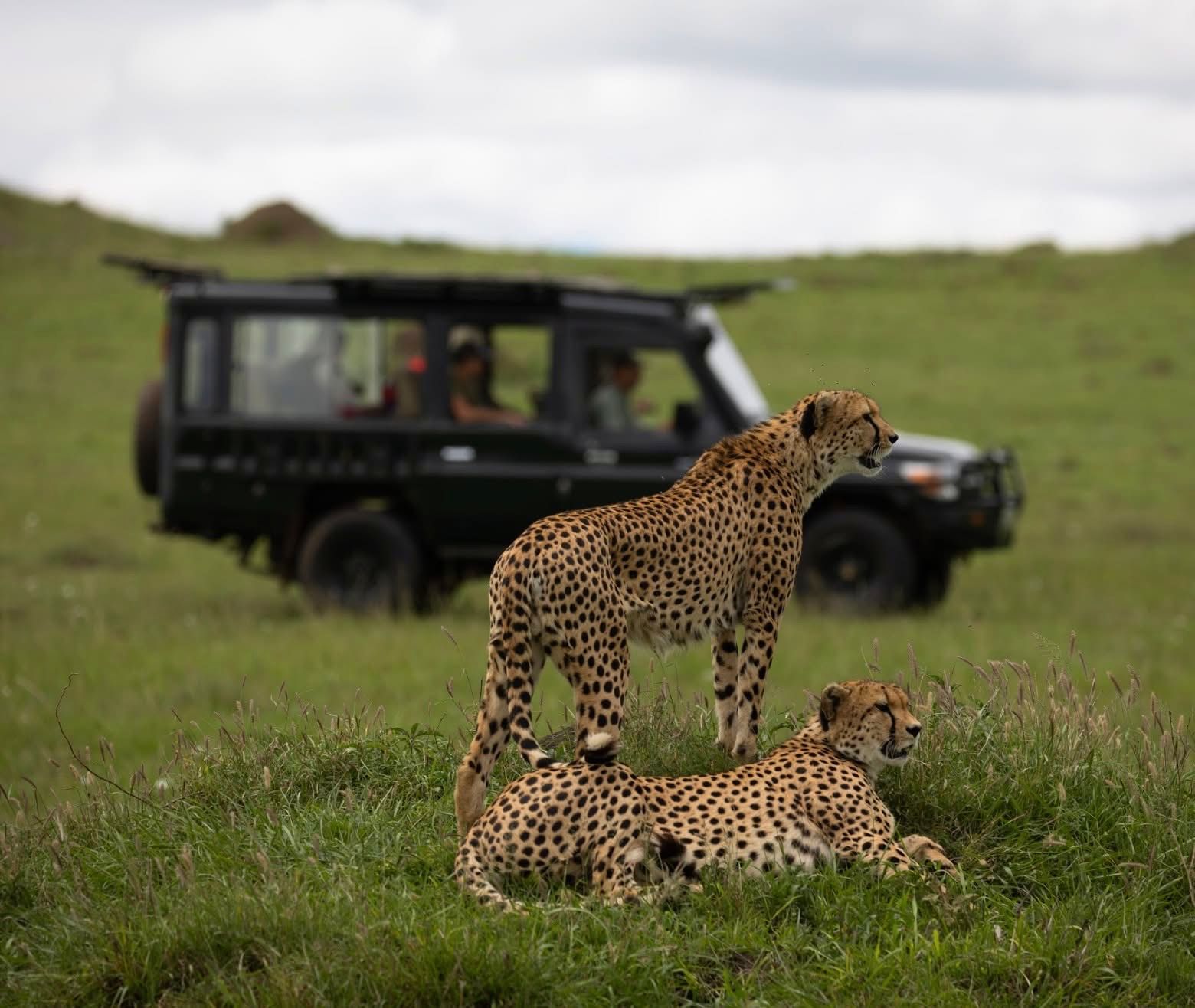 Day Game Drives — The Ultimate Safari Adventure