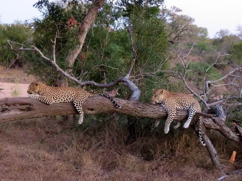 Day Game Drives — The Ultimate Safari Adventure