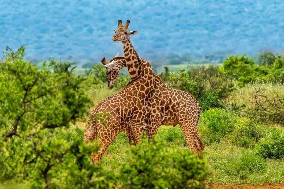 Day Game Drives — The Ultimate Safari Adventure