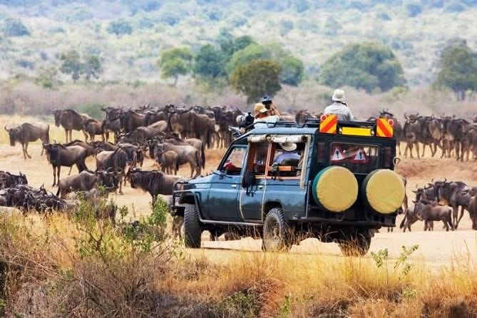 Day Game Drives — The Ultimate Safari Adventure