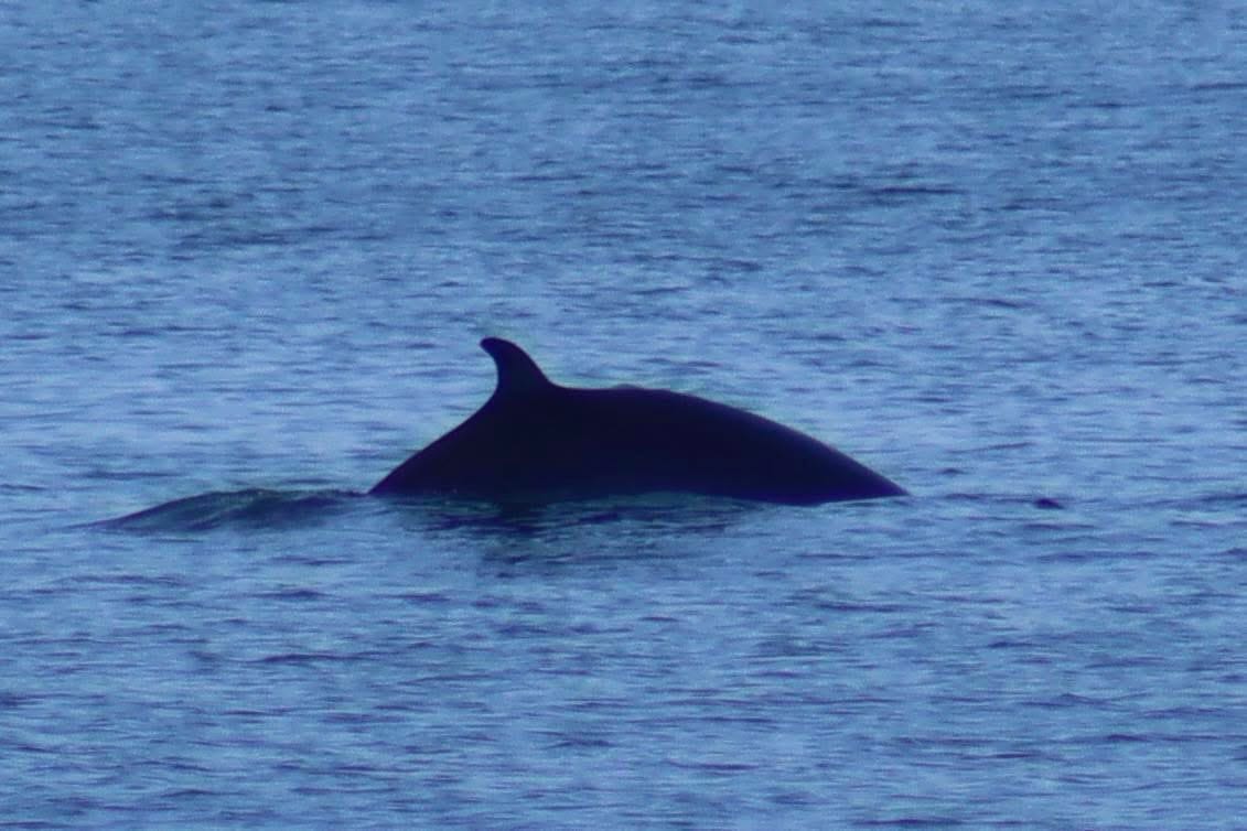 Dolphin Watching — A Safari on the Open Sea