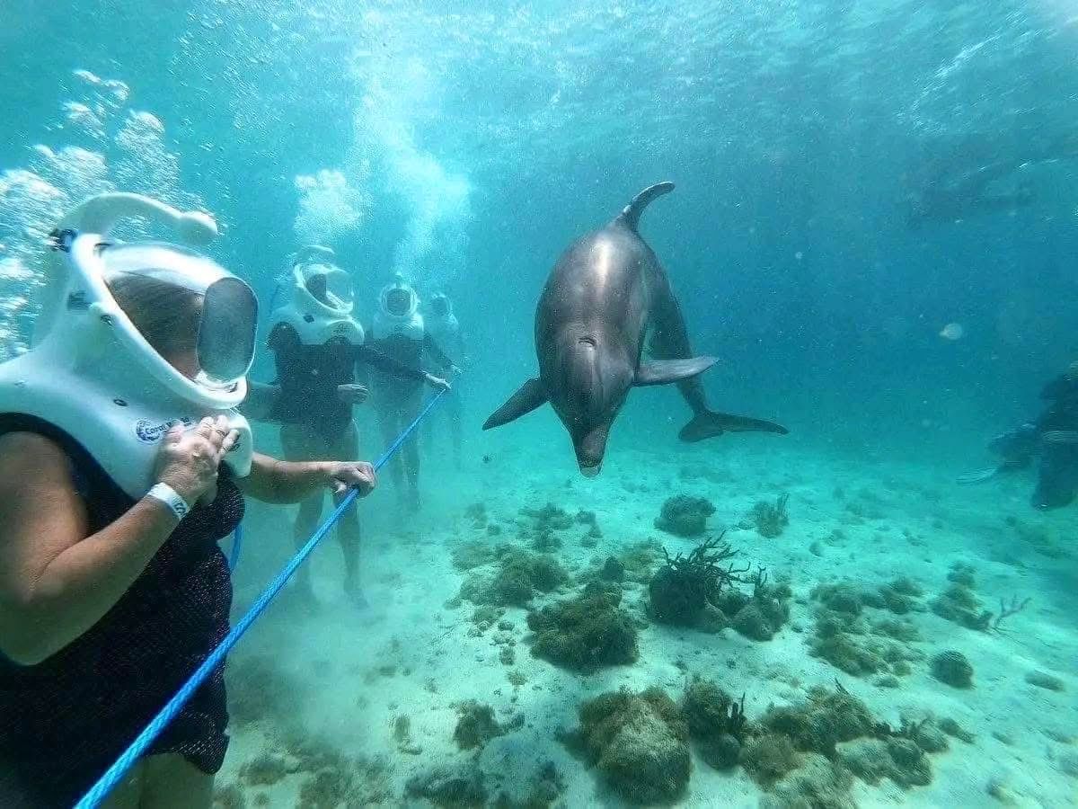 Dolphin Watching — A Safari on the Open Sea