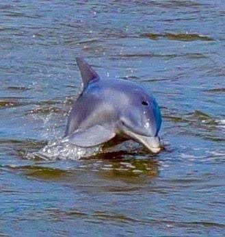 Dolphin Watching — A Safari on the Open Sea