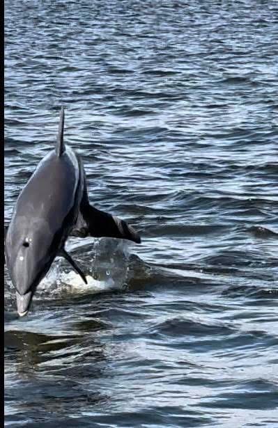 Dolphin Watching — A Safari on the Open Sea
