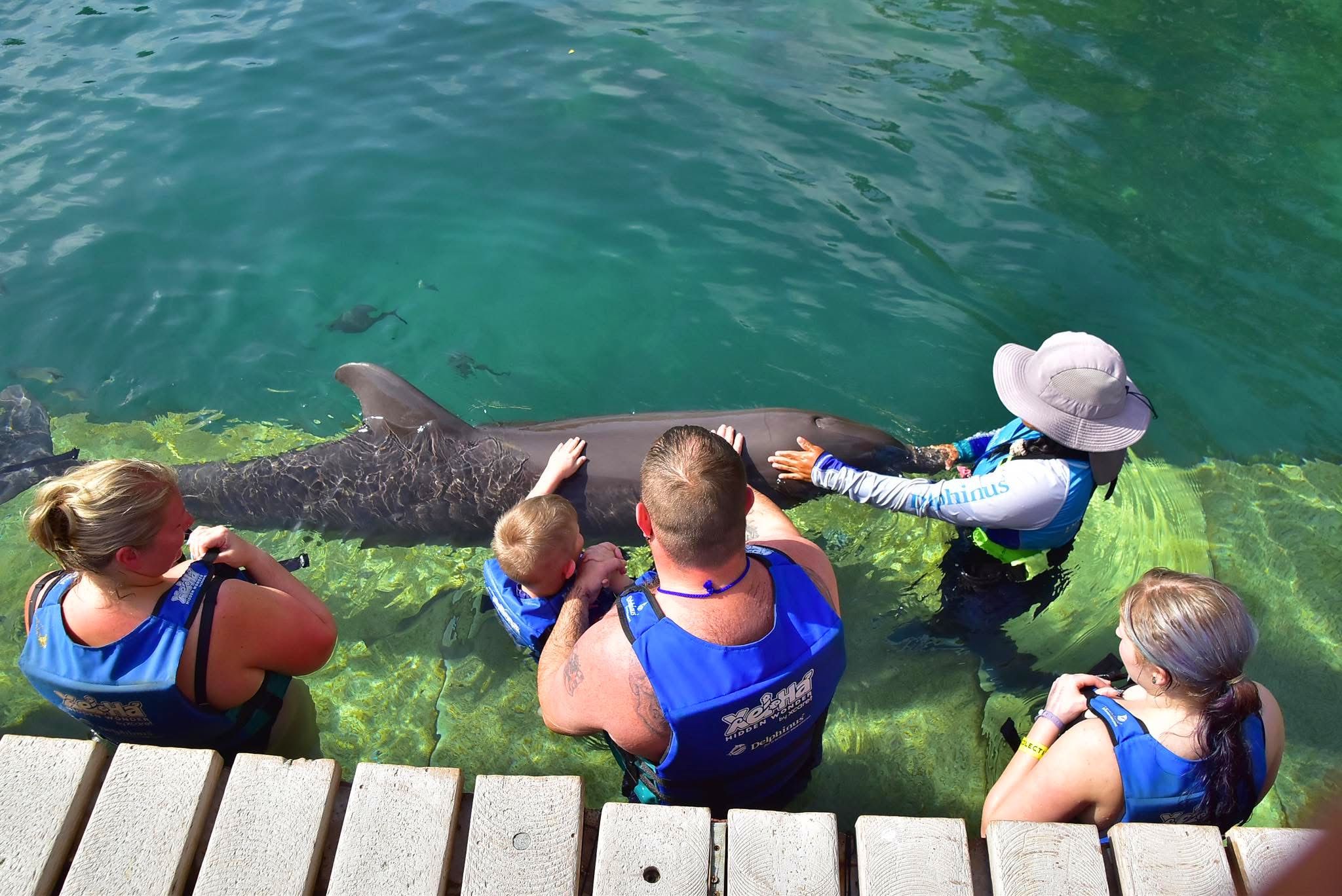 Dolphin Watching — A Safari on the Open Sea